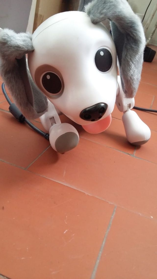 zoomer, cachorro juguetón
