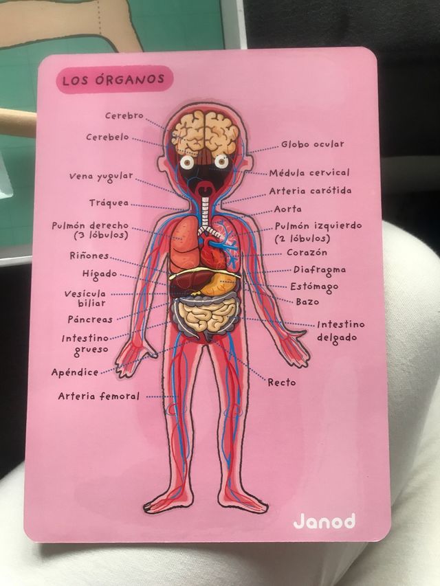 Juego para niños sobre el cuerpo