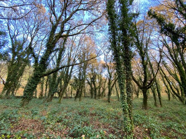 Terreno en venta ( madera )