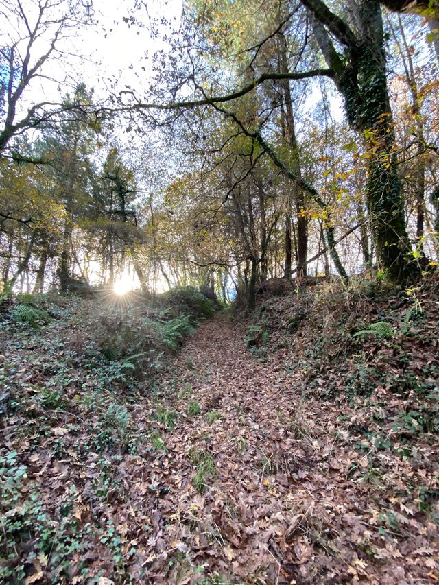 Terreno en venta ( madera )