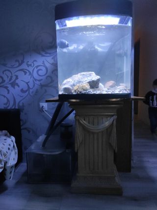 Acuario Marino De Segunda Mano En Alicante En Wallapop