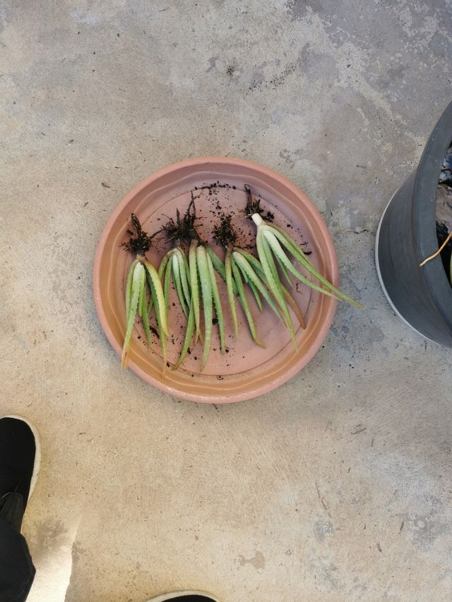 PLANTONES DE ALOE VERA