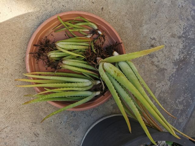 PLANTONES DE ALOE VERA