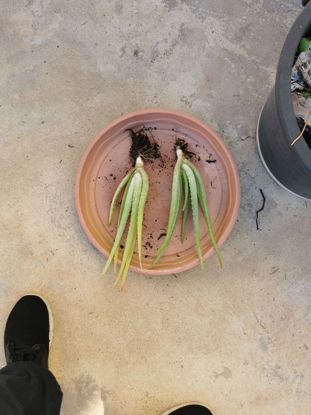 PLANTONES DE ALOE VERA