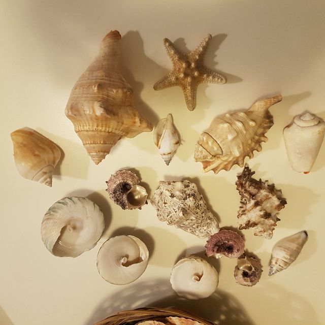 Cesta con caracoles de mar