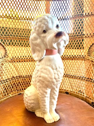 Caniche de Manises