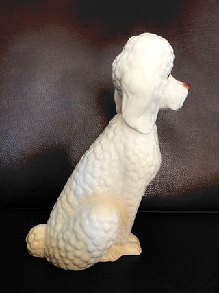 Caniche de Manises