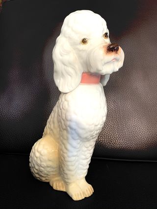 Caniche de Manises