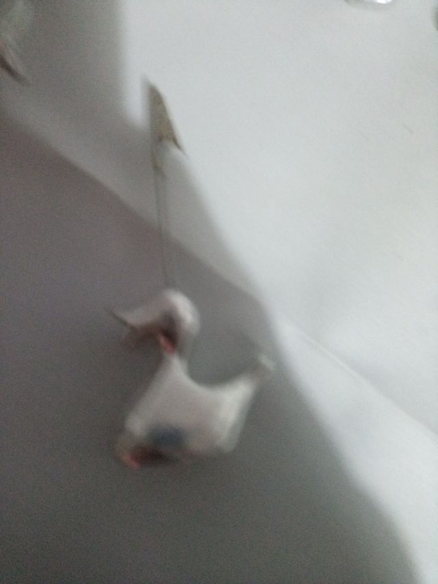 5 figuritas para coner fotos etc