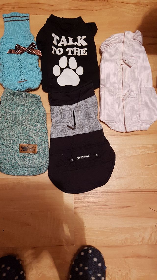 Trajes perrito bebe chiguagua.