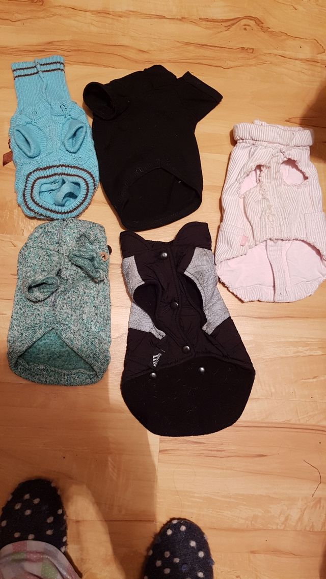 Trajes perrito bebe chiguagua.