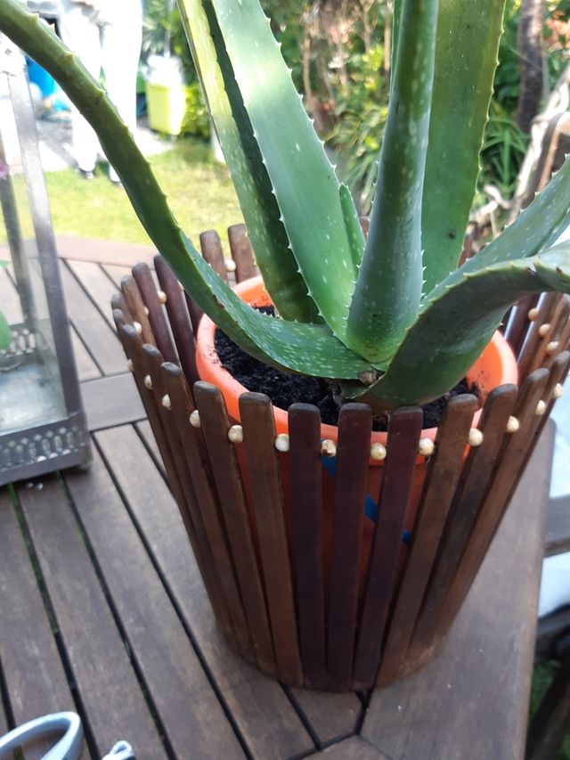 aloe con maceta