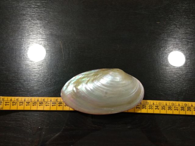 Concha nácar cerrada