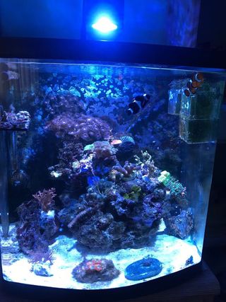 Acuario Marino De Segunda Mano En Valladolid En Wallapop