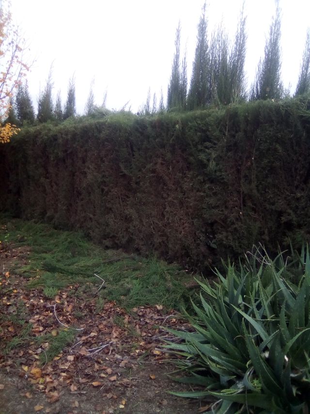 poda de palmeras,setos,árboles etc