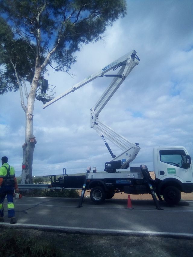 poda de palmeras,setos,árboles etc