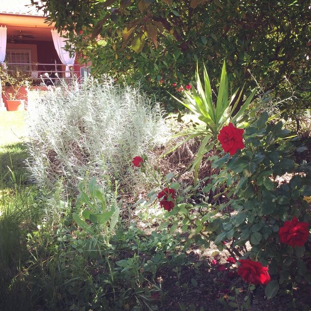 Clases de Canto clásico o moderno