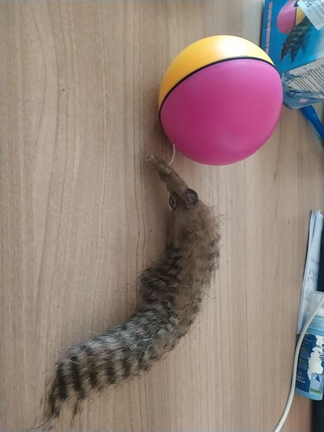 juguete de perro o gato con movimiento