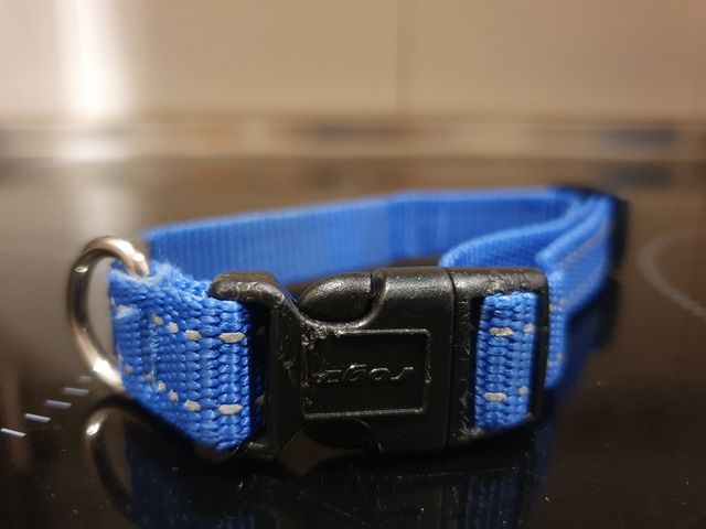 Collar para perro