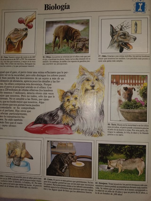 Album de perros completo