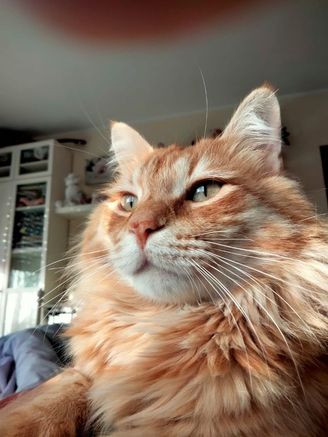 cuido gatos / pet sitting