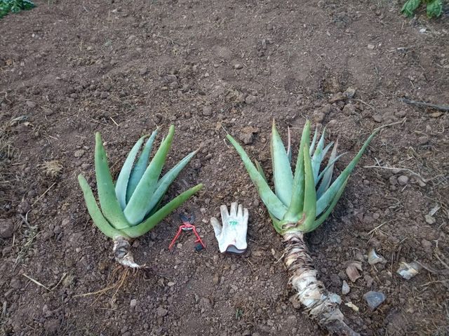 Aloe vera cultivo ecologico varios tamaños