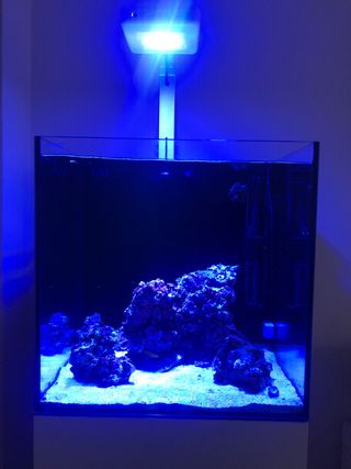 Acuario Marino De Segunda Mano En Alicante En Wallapop