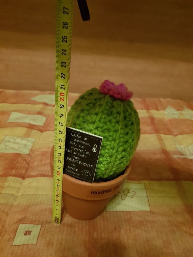 Cactus