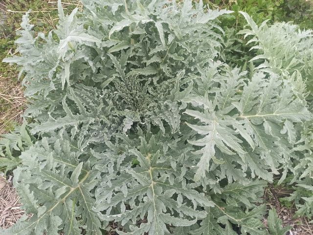 Humus de lombriz para tu huerto y jardín