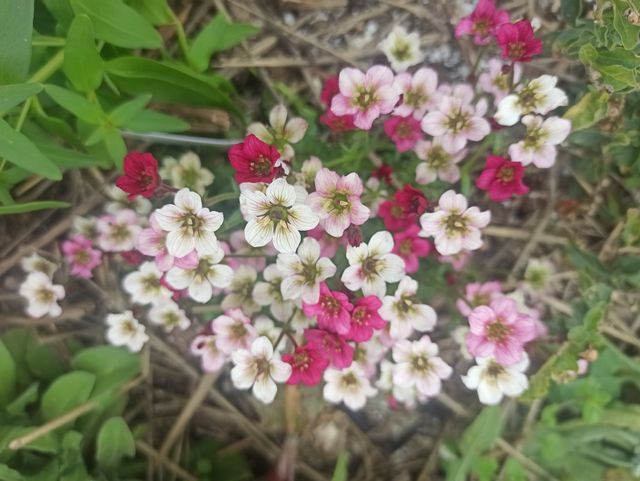 Humus de lombriz para tu huerto y jardín