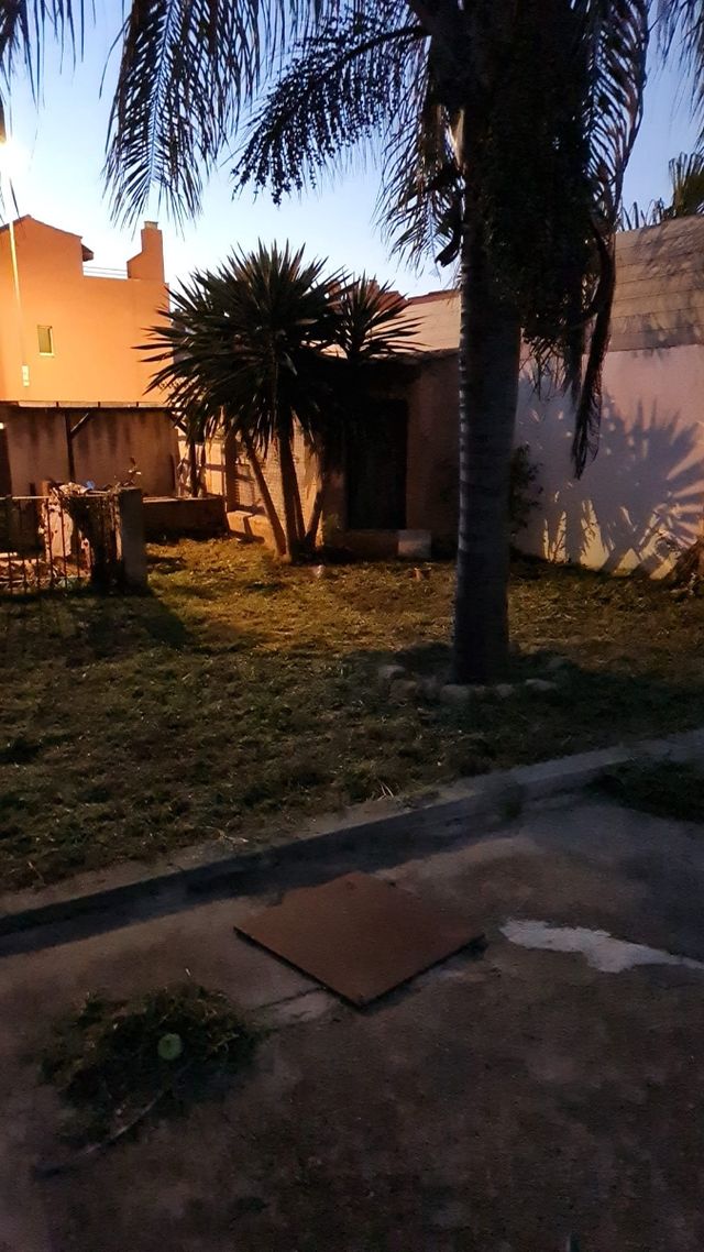 poda de setos palmeras etc