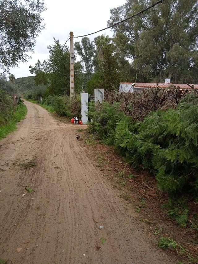 poda de setos palmeras etc