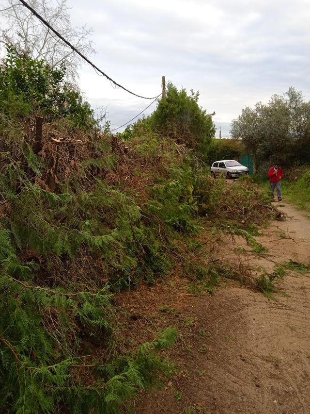 poda de setos palmeras etc