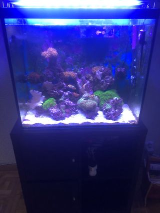 Acuario Marino De Segunda Mano En Alcalá De Henares En Wallapop