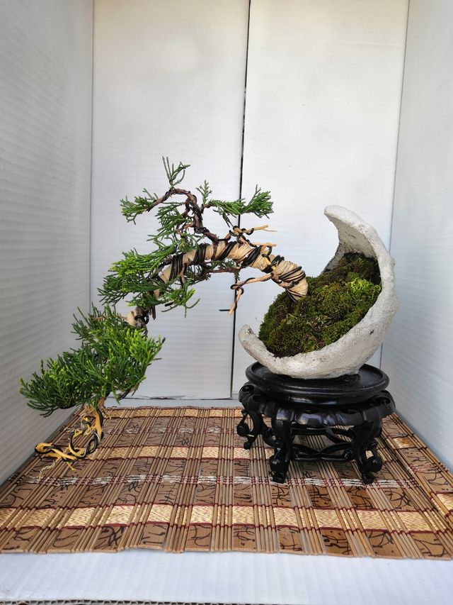 Bonsai semicascada kurama de segunda mano por 50 € en Móstoles en WALLAPOP