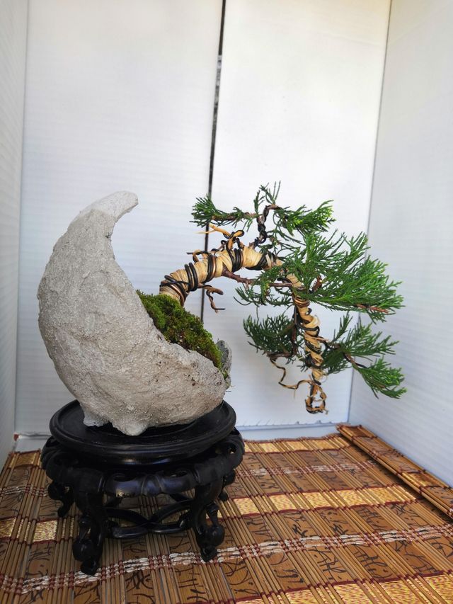 Bonsai semicascada kurama de segunda mano por 50 € en Móstoles en WALLAPOP