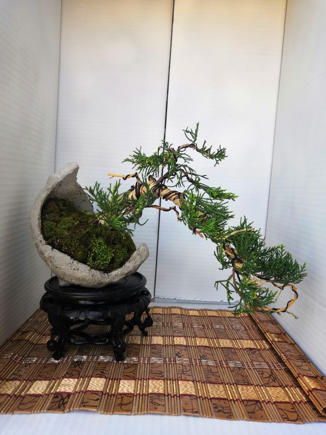 Bonsai semicascada kurama de segunda mano por 50 € en Móstoles en WALLAPOP