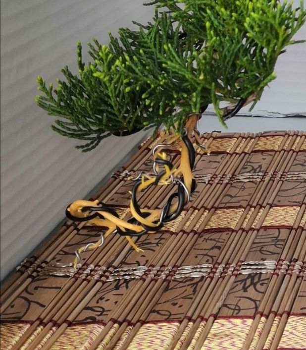 Bonsai semicascada kurama de segunda mano por 50 € en Móstoles en WALLAPOP