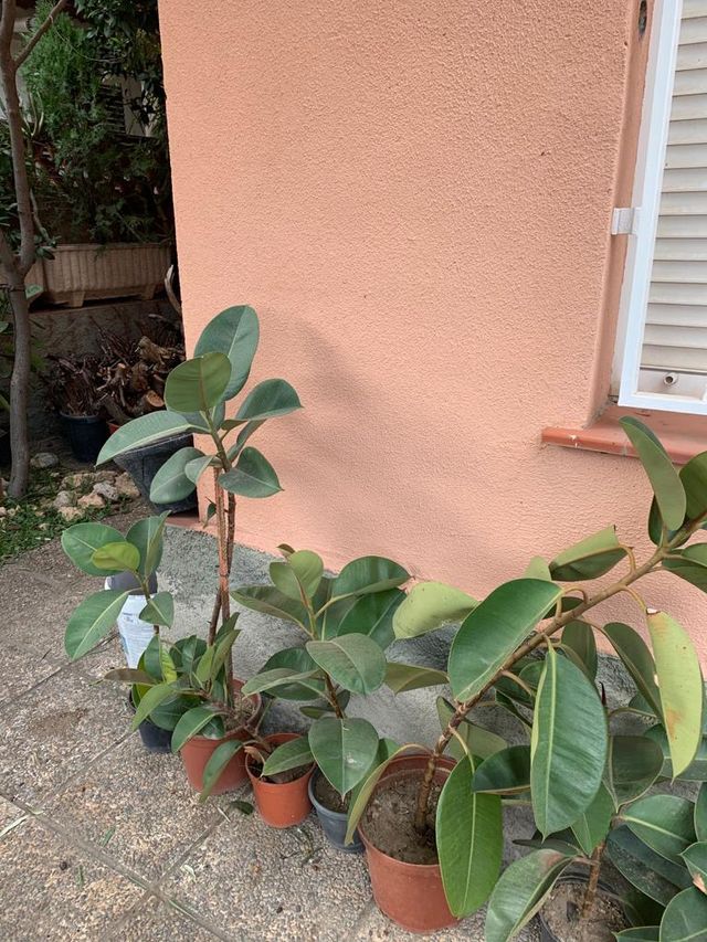 Ficus Elástica Robusta