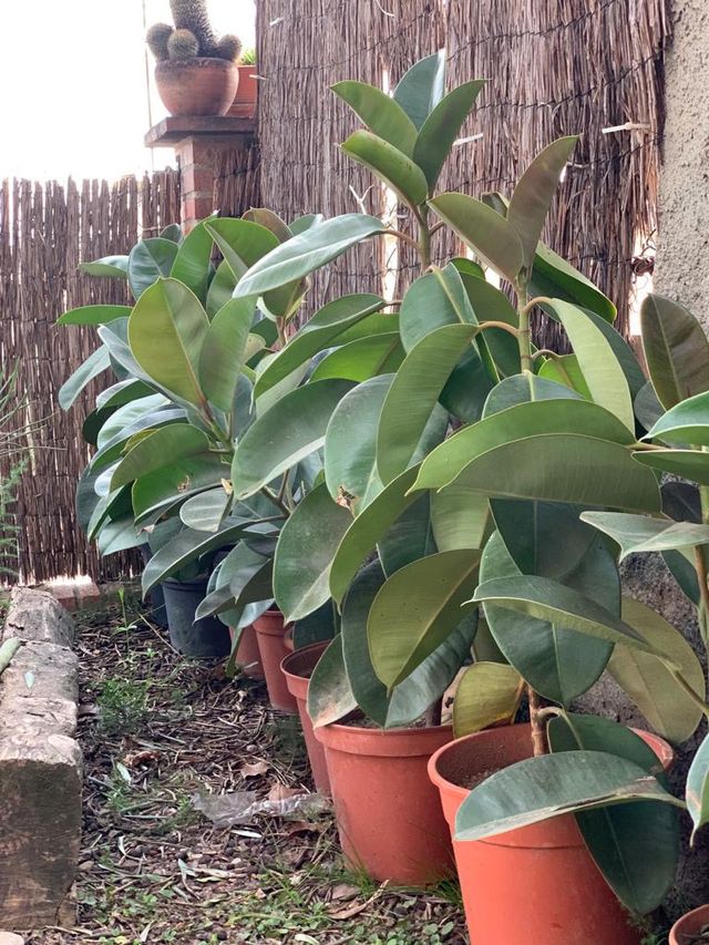 Ficus Elástica Robusta