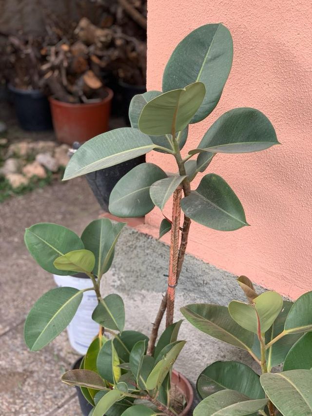 Ficus Elástica Robusta
