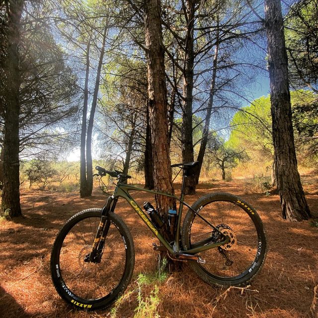 Orbea Alma M25 29er MTB