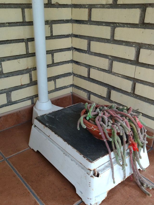 Báscula antigua de farmacia