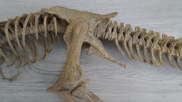 Replica de esqueleto de tiranosaurio rex