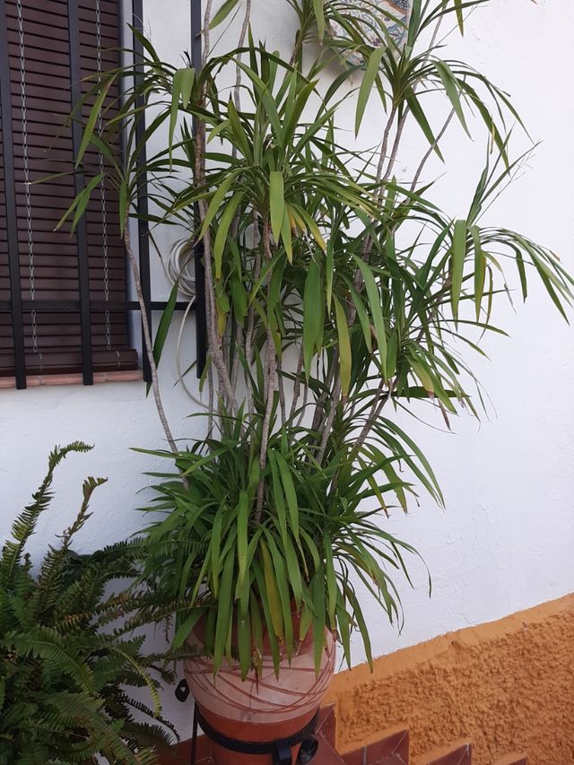 Dracaena. Planta de hojas finas y porte alto