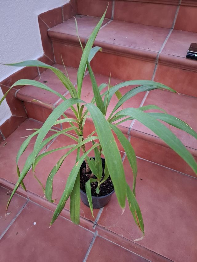 Dracaena. Planta de hojas finas y porte alto