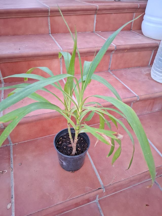 Dracaena. Planta de hojas finas y porte alto