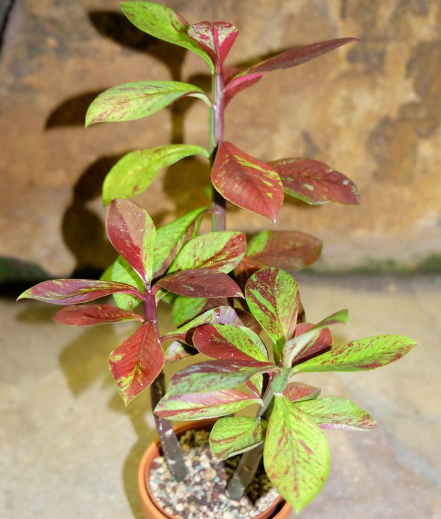 EUPHORBIA UMBELLATA,  esqueje 