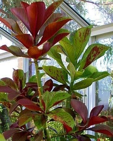 EUPHORBIA UMBELLATA,  esqueje 