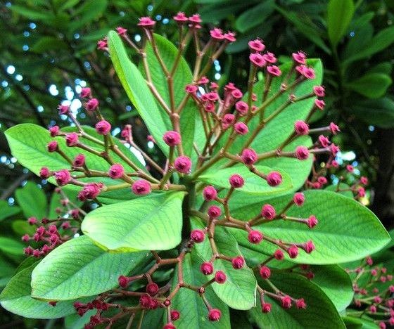 EUPHORBIA UMBELLATA,  esqueje 